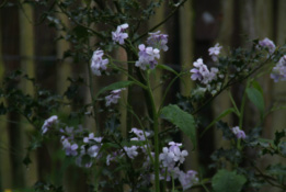 Lunaria rediviva Wilde-, Vaste judaspenning bestellen